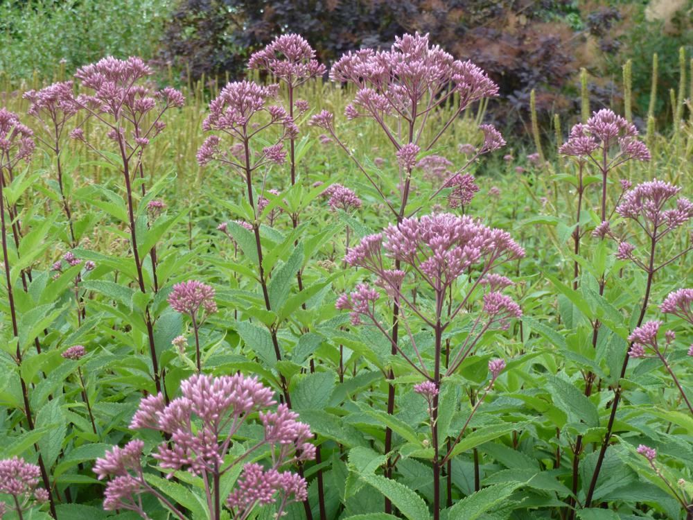 Plantenfiche-Eupatorium-maculatum-Purple-Bush-