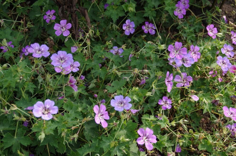 Plantenfiche-Geranium-Noorthava-Havana-Blue-