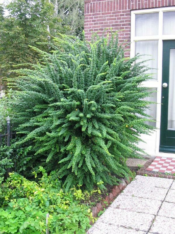 Plantenfiche-Berberis-thunbergii