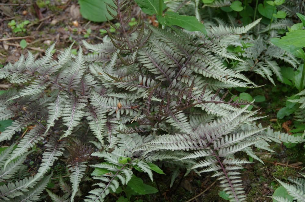 Plantenfiche-Athyrium-niponicum-var-pictum