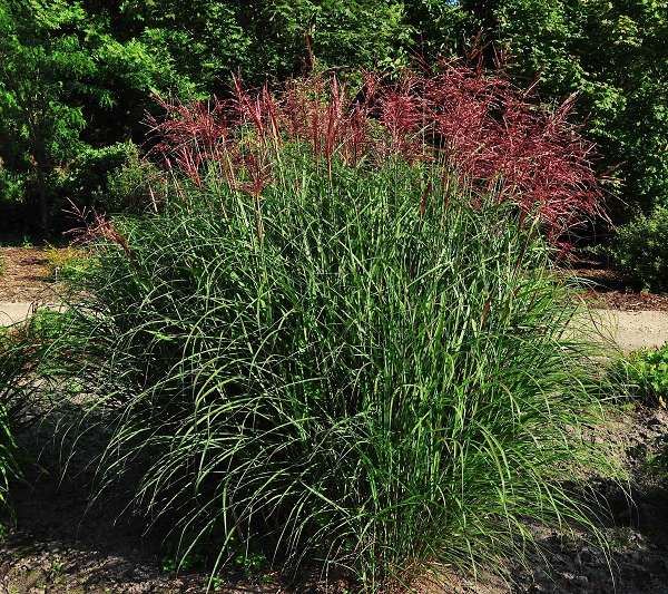 Miscanthus sinensis 'Ferner Osten' - pot 1,3L