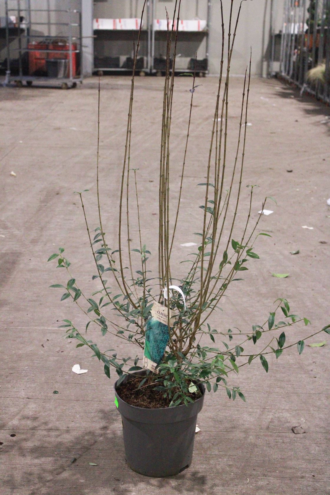 Ligustrum vulgare 'Atrovirens' - pot 12L - 125-150 cm
