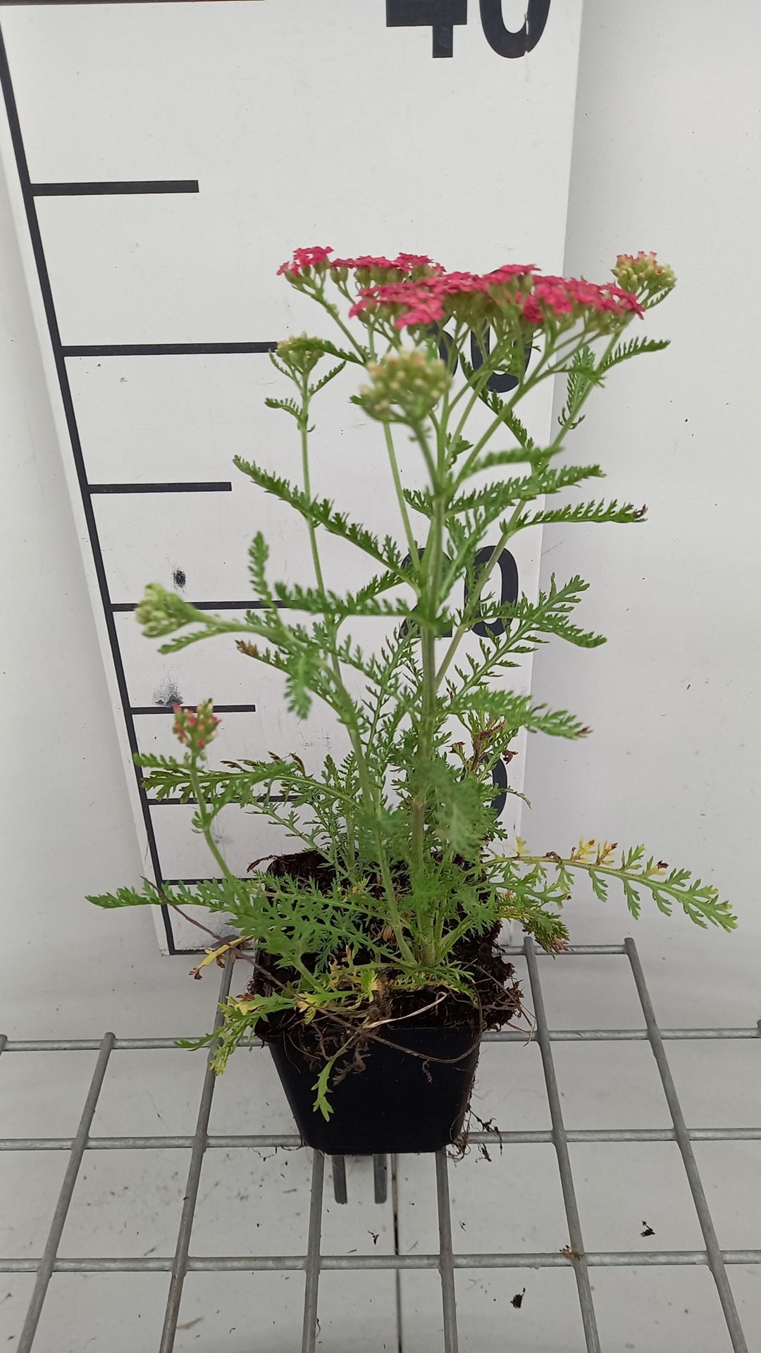 Achillea millefolium 'Wesersandstein' - pot 9x9 cm