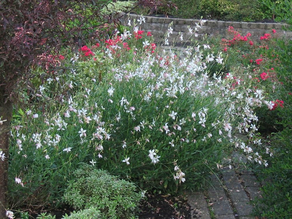 Plantenfiche-Gaura-lindheimeri