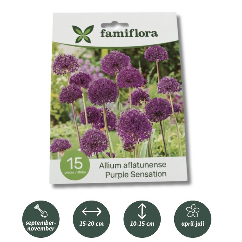 Allium-Purple-Sensation-per-15