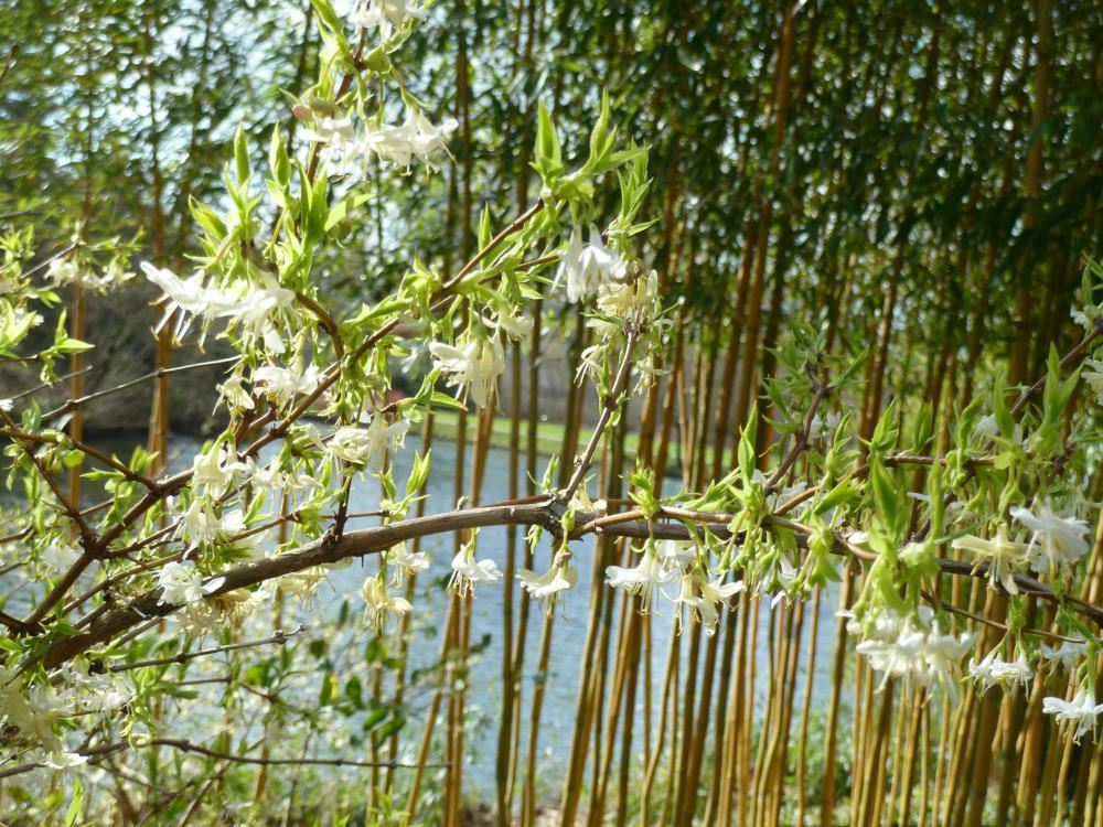 Plantenfiche-Lonicera-fragrantissima