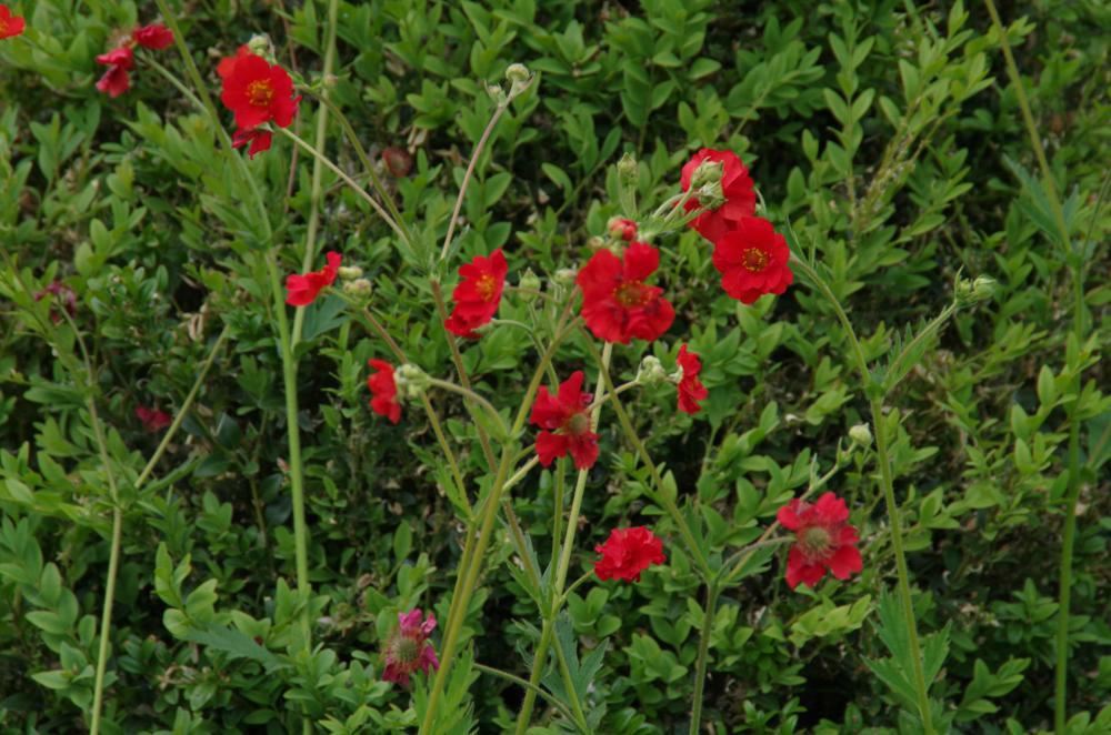 Plantenfiche-Geum-chiloense-Mrs-Bradshaw-