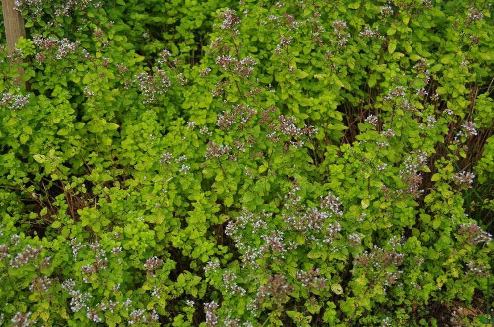 Plantenfiche-Origanum-vulgare-Aureum-