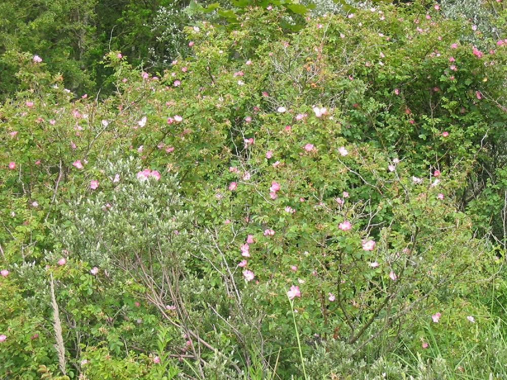 Plantenfiche-Rosa-rubiginosa-Roos-Egelantier-