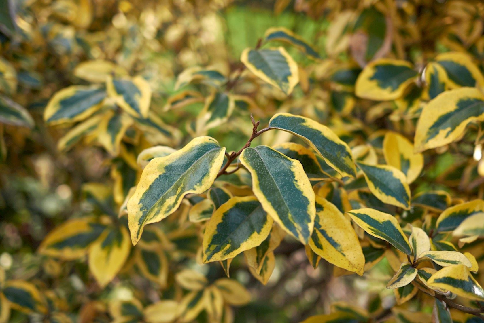 Plantenfiche-Elaeagnus-pungens-Maculata-