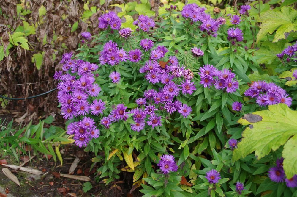 Plantenfiche-Aster-novae-angliae-Purple-Dome-