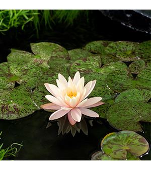 Nymphaea 'Mangkala Ubol' - pot 11x11 cm
