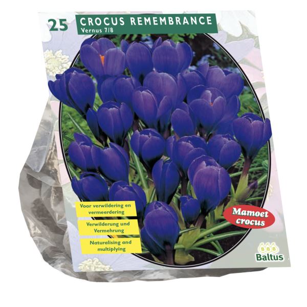 Crocus-Grootbloemig-Blauw-per-25