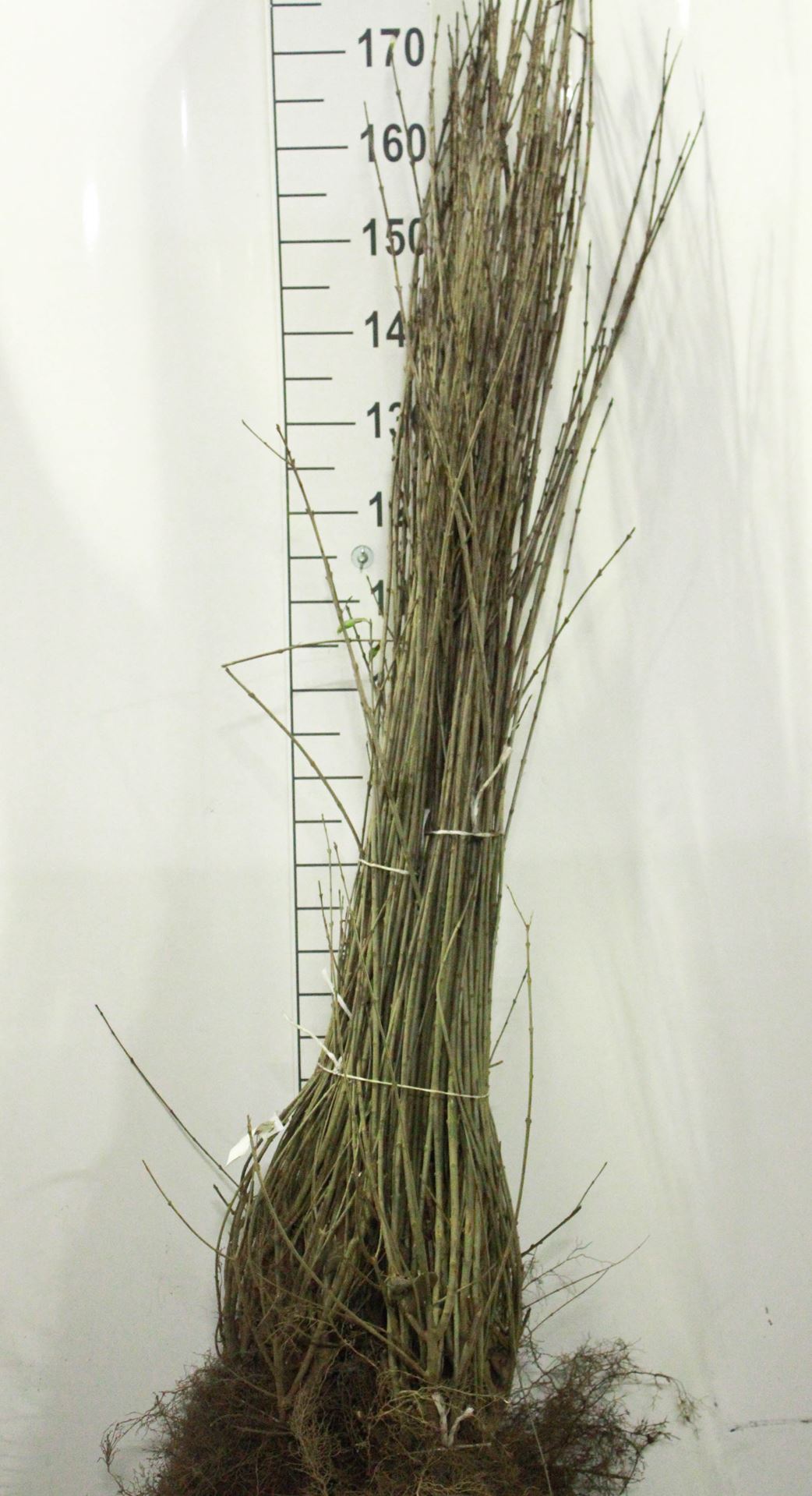 Ligustrum vulgare - bare root - 100-125 cm - 5-7 branches