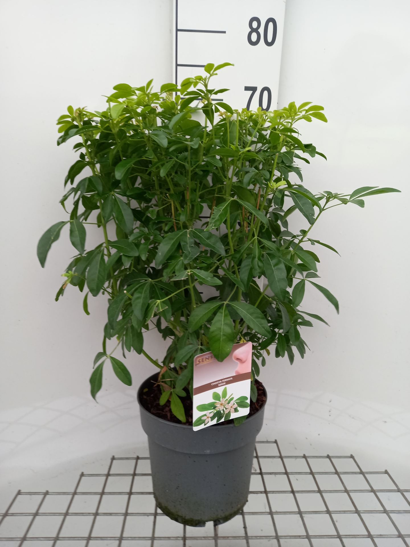 Choisya ternata - pot 5L - 40-50 cm