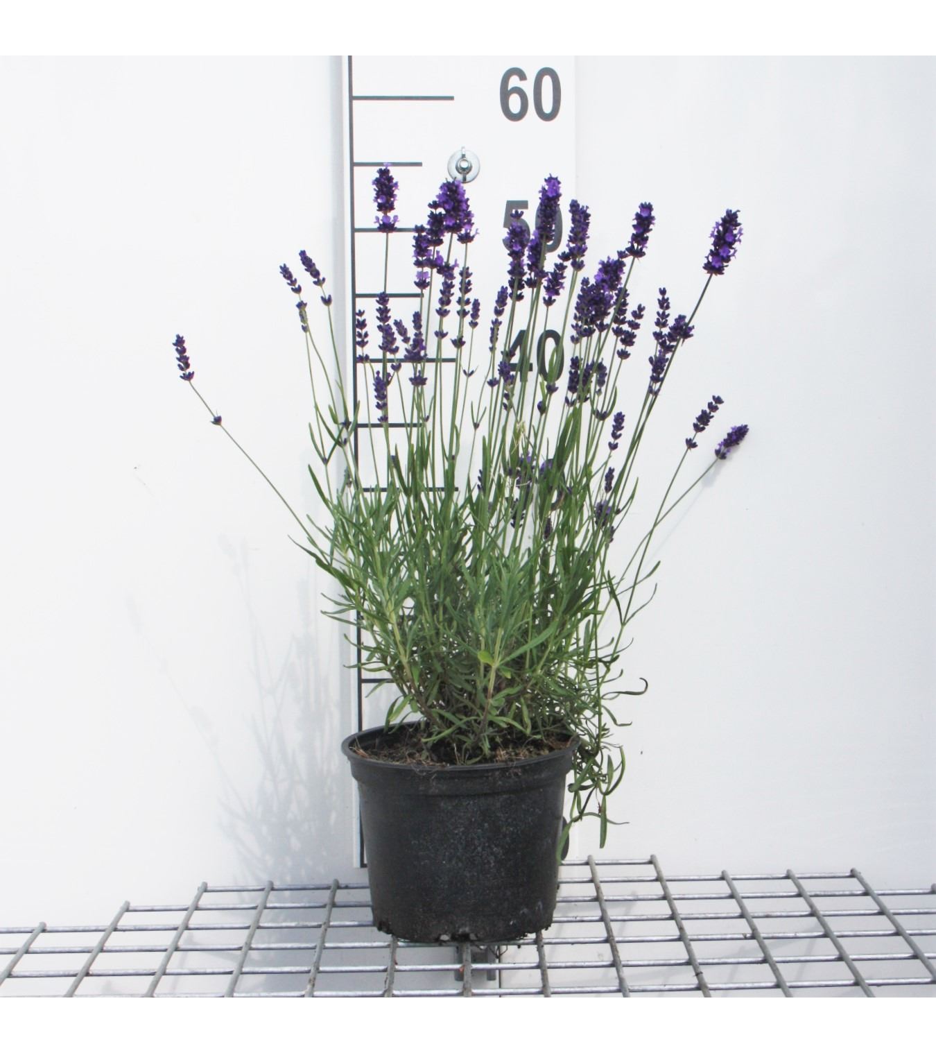 Lavandula angustifolia 'Hidcote' - pot 2L (Lavender)