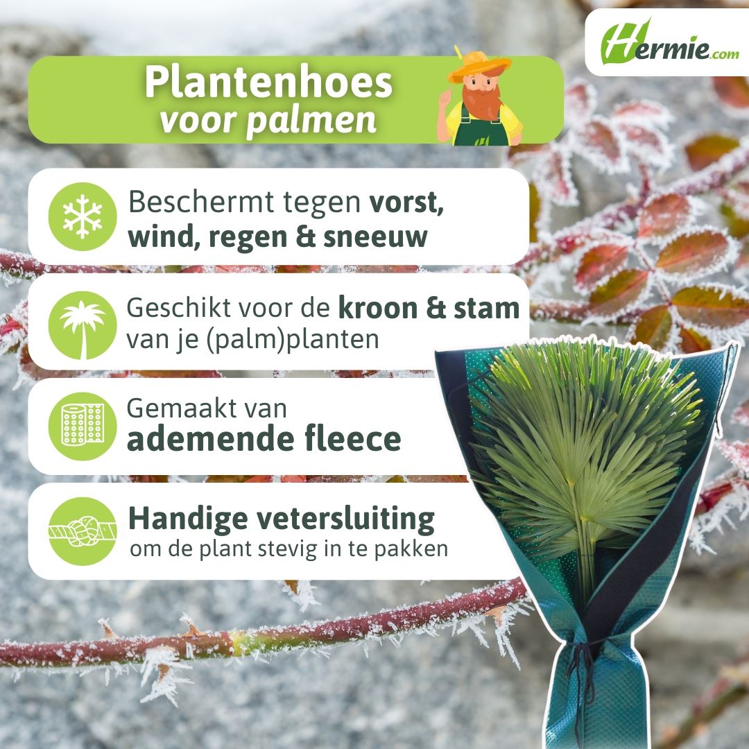 Palmboom-stam-bescherming