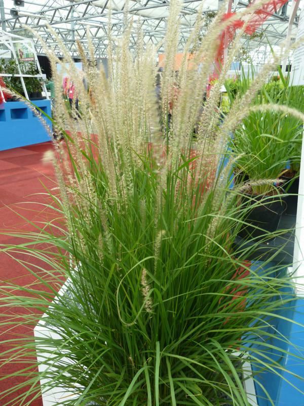 Plantenfiche-Pennisetum-Fairy-Tails-