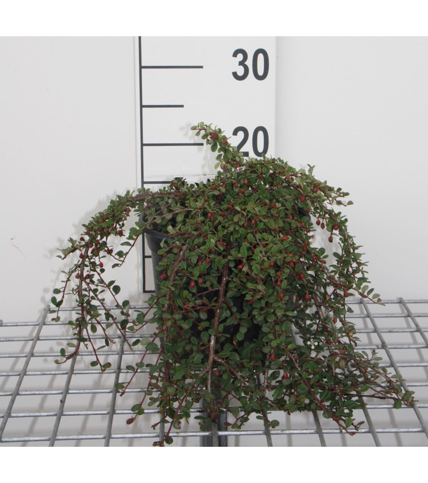 Cotoneaster procumbens 'Streib's Findling' - pot 3L - 30-40 cm
