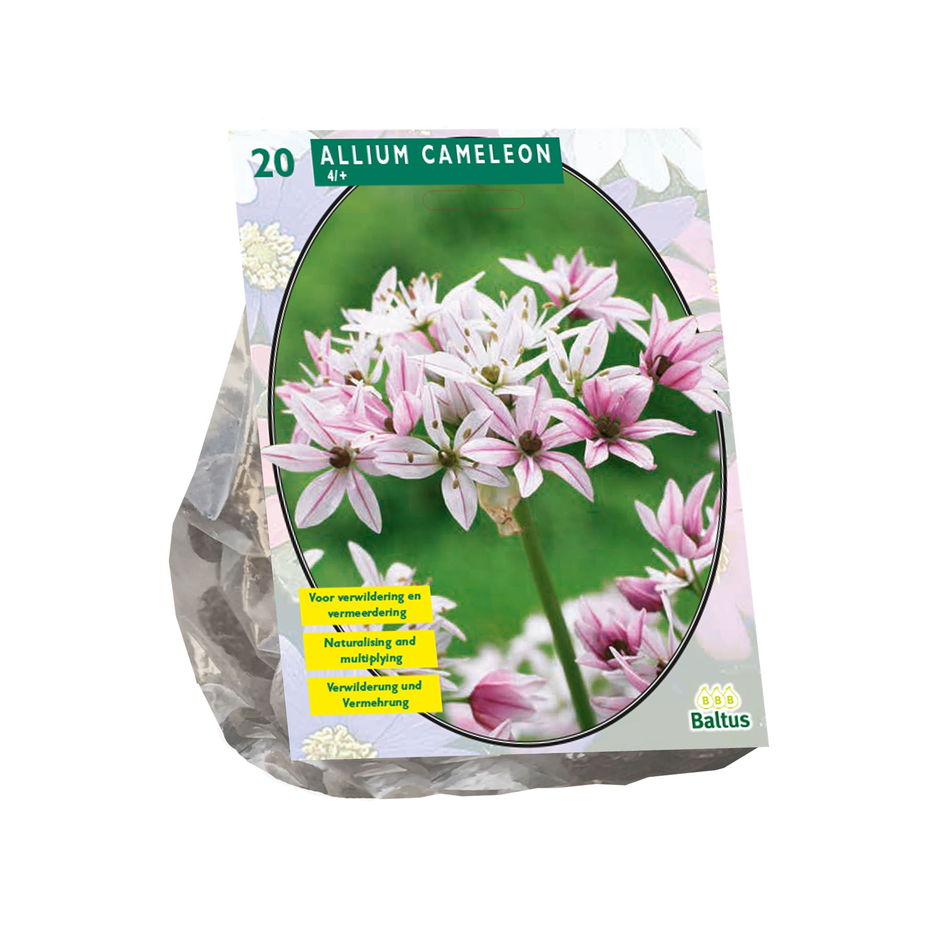Allium-Cameleon-per-20