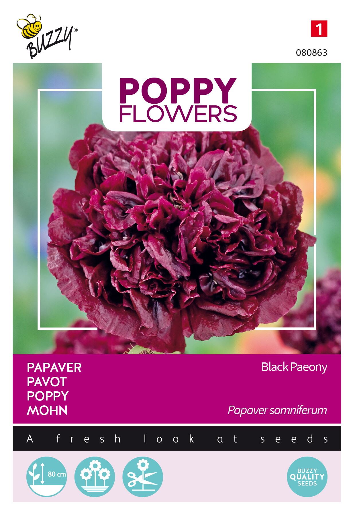 Buzzy-Poppies-of-the-world-Papaver-Black-Paeony