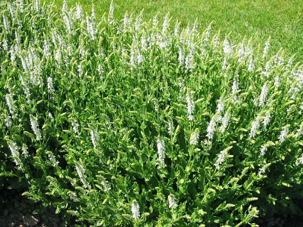 Plantenfiche-Salvia-nemorosa-Schneehugel-