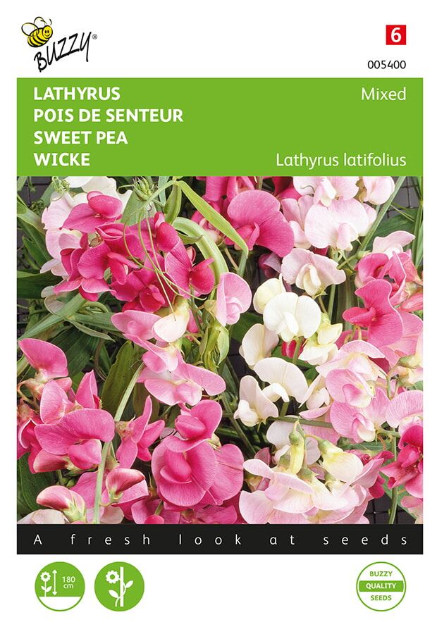 Buzzy-Lathyrus-Sier-of-Reukerwt-meerjarig