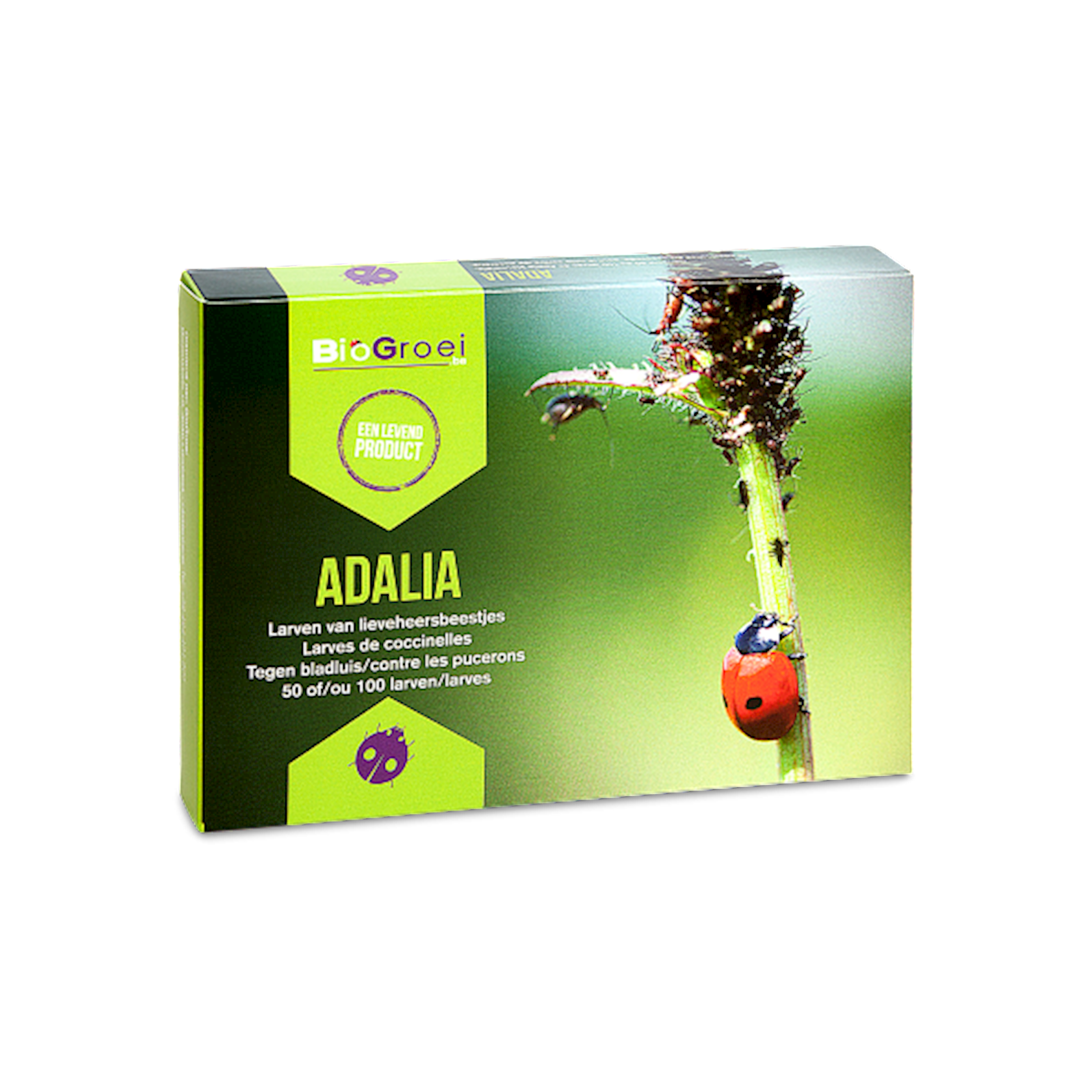 Biogrowi Adalia 100 larven (lieveheersbeestje)