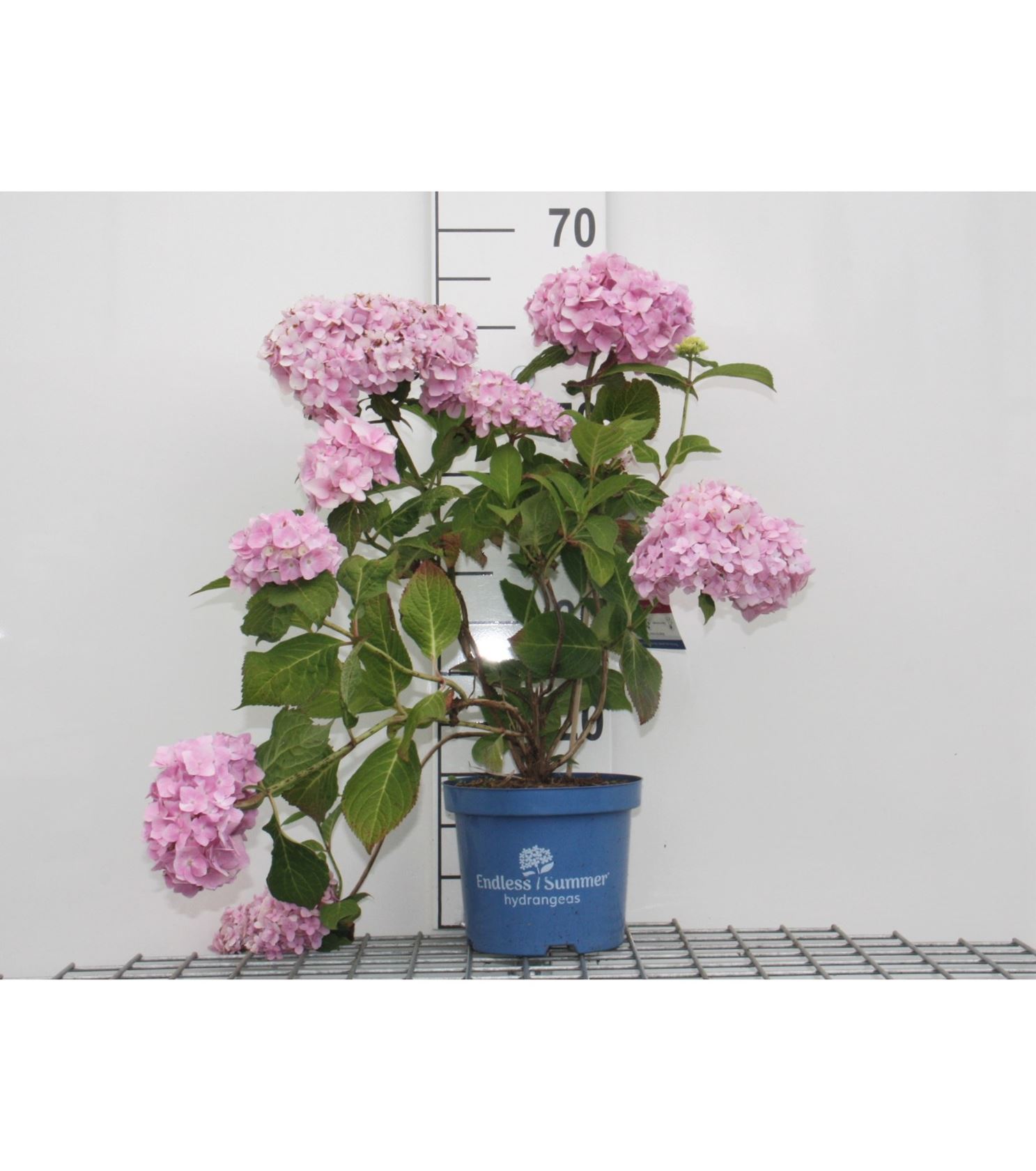 Hydrangea macrophylla 'Bailmer' (Endless Summer) - pot 3L - 25-30 cm