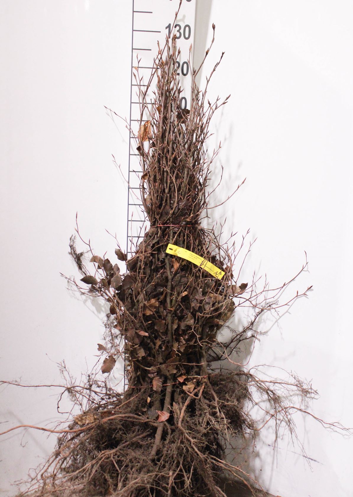 Fagus sylvatica 'Atropunicea' - bare root - 80-100 cm