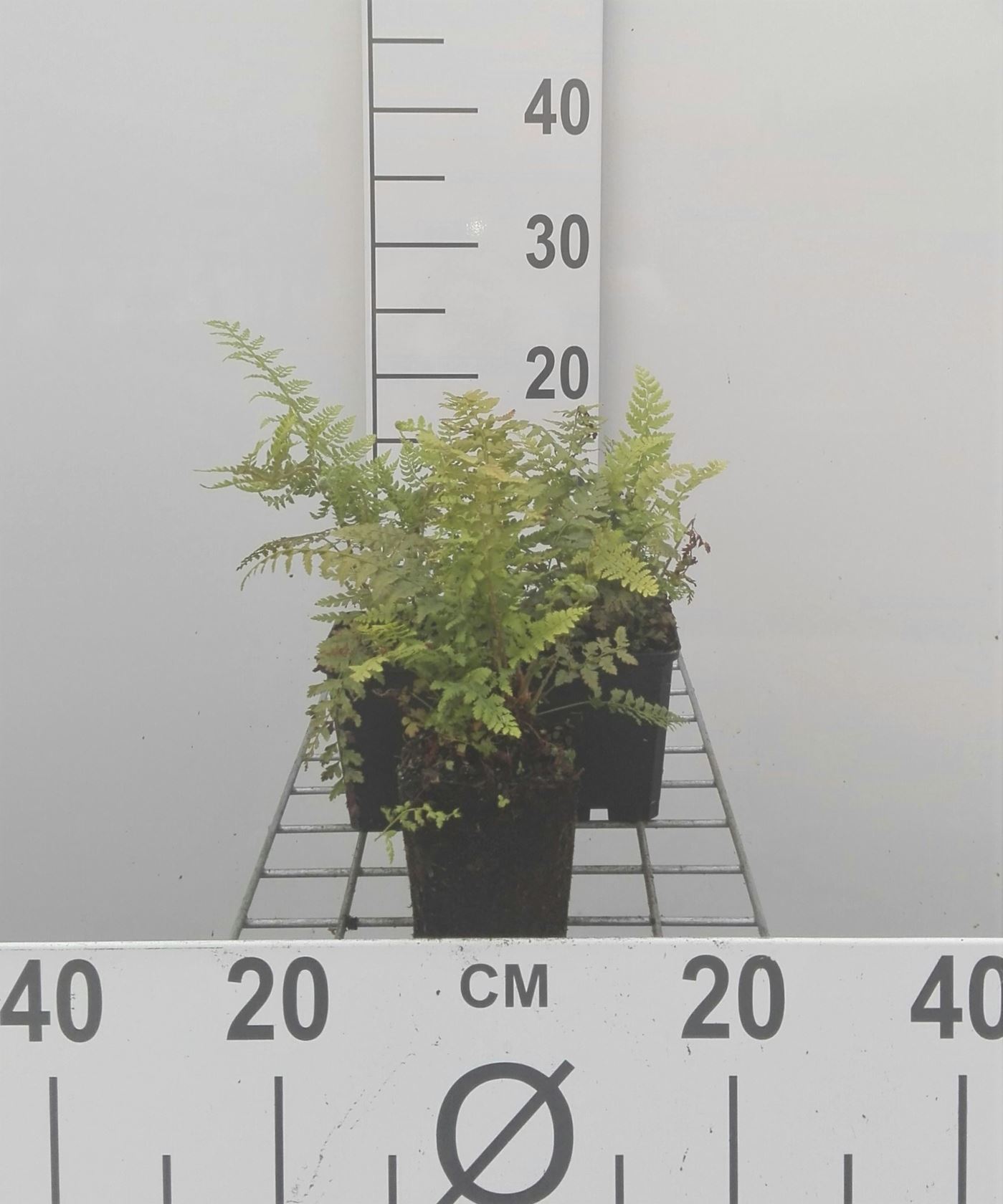 Polystichum setiferum - pot 9x9 cm
