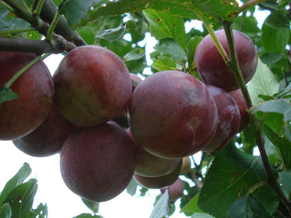 Plantenfiche-Prunus-domestica-Reine-Claude-d-Althan-Rode-pruim-