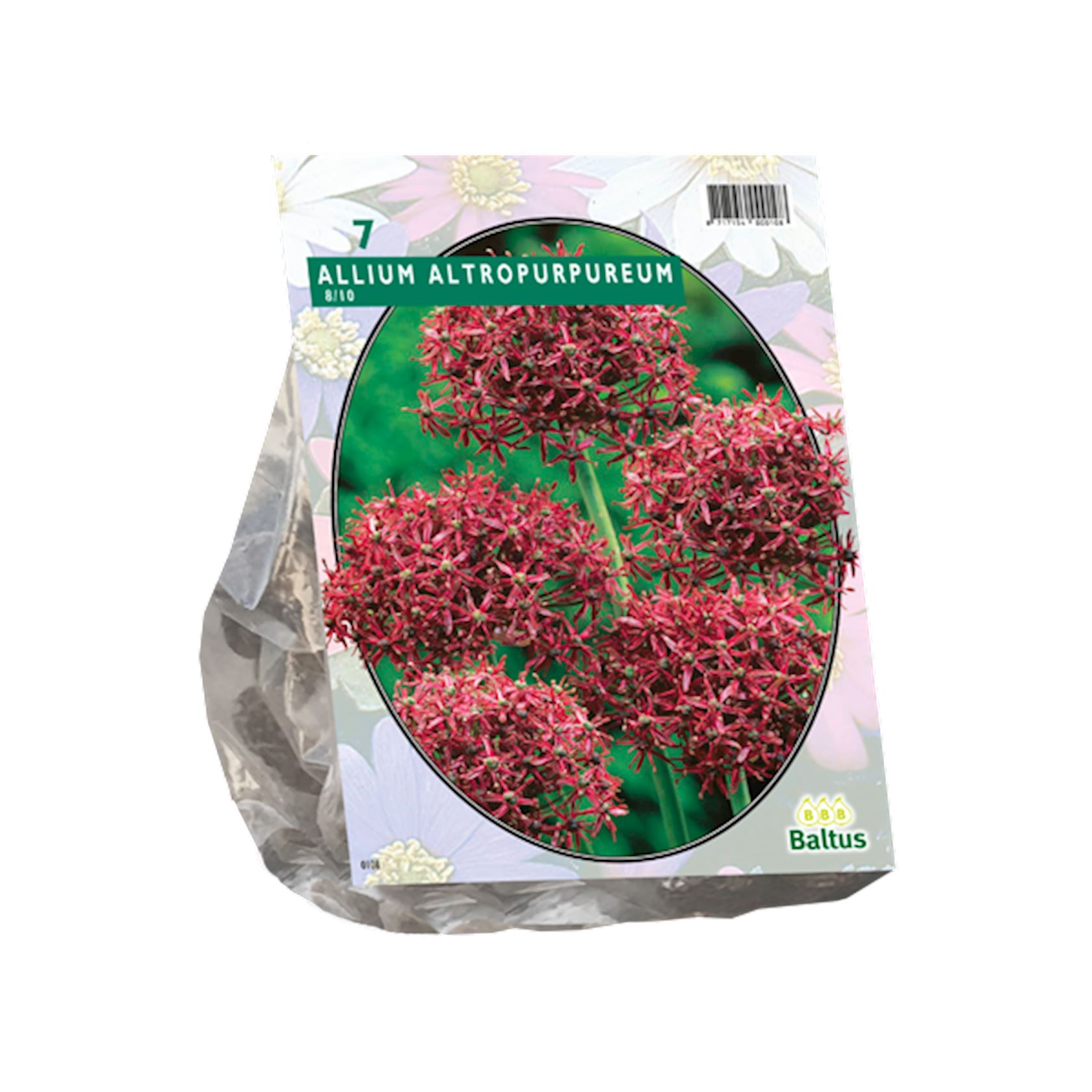 Baltus 'Allium Atropurpureum' bulbes à floraison printanière - 7 bulbes