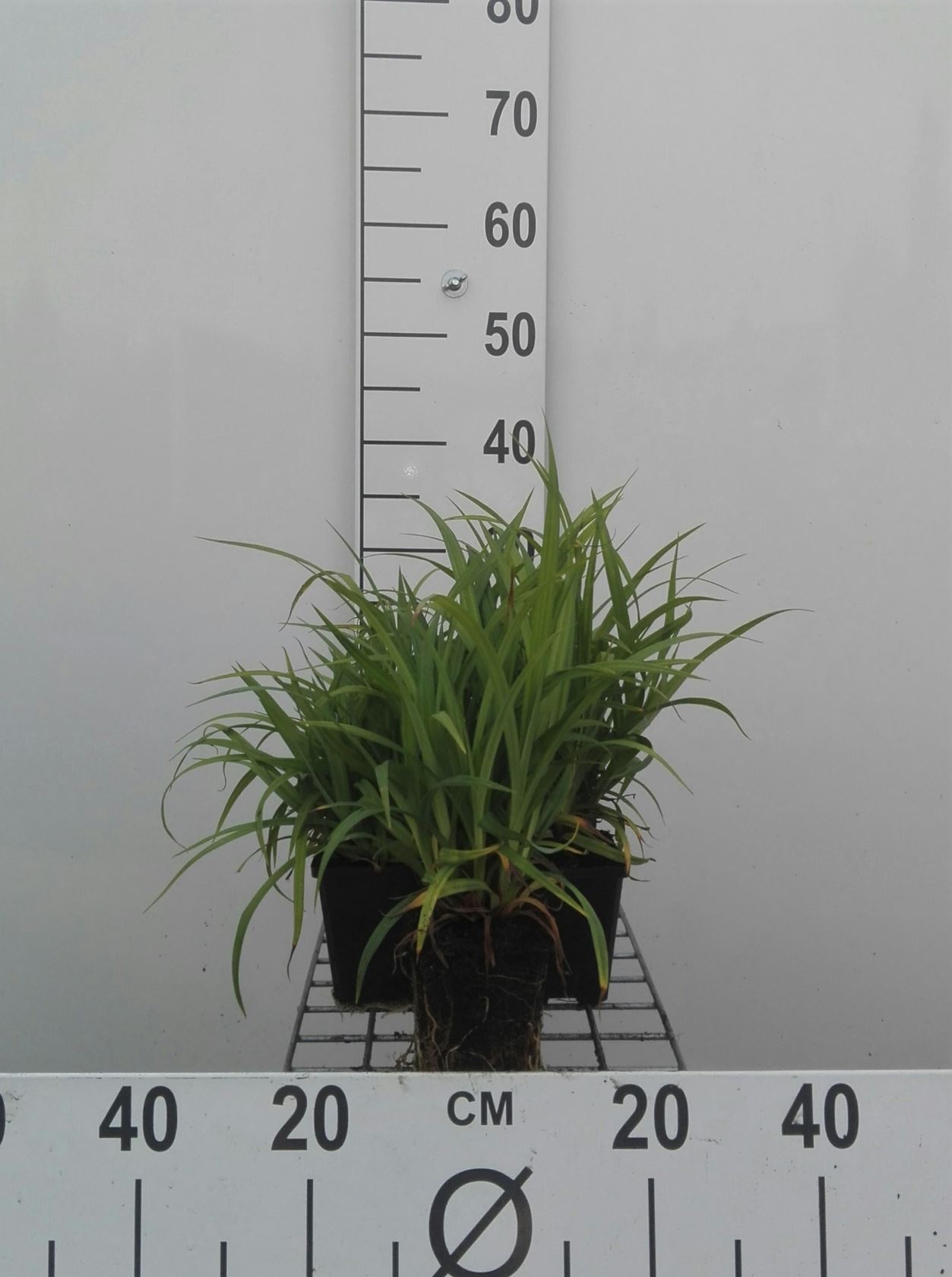 Carex pendula - pot 9x9 cm