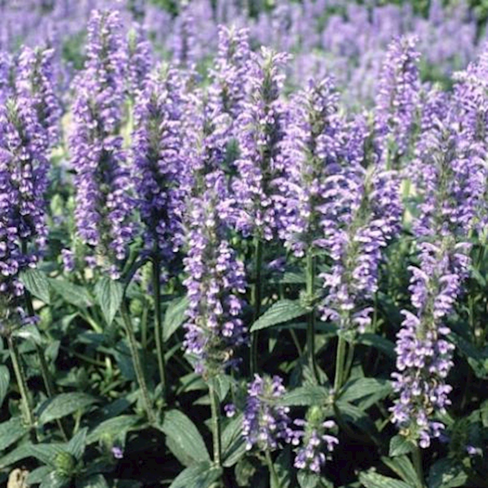 Plantenfiche-Nepeta-nervosa