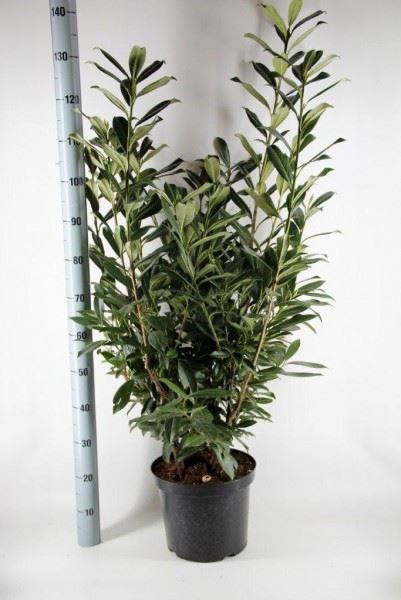 Prunus laurocerasus 'Caucasica' - pot 12L - 125-150 cm