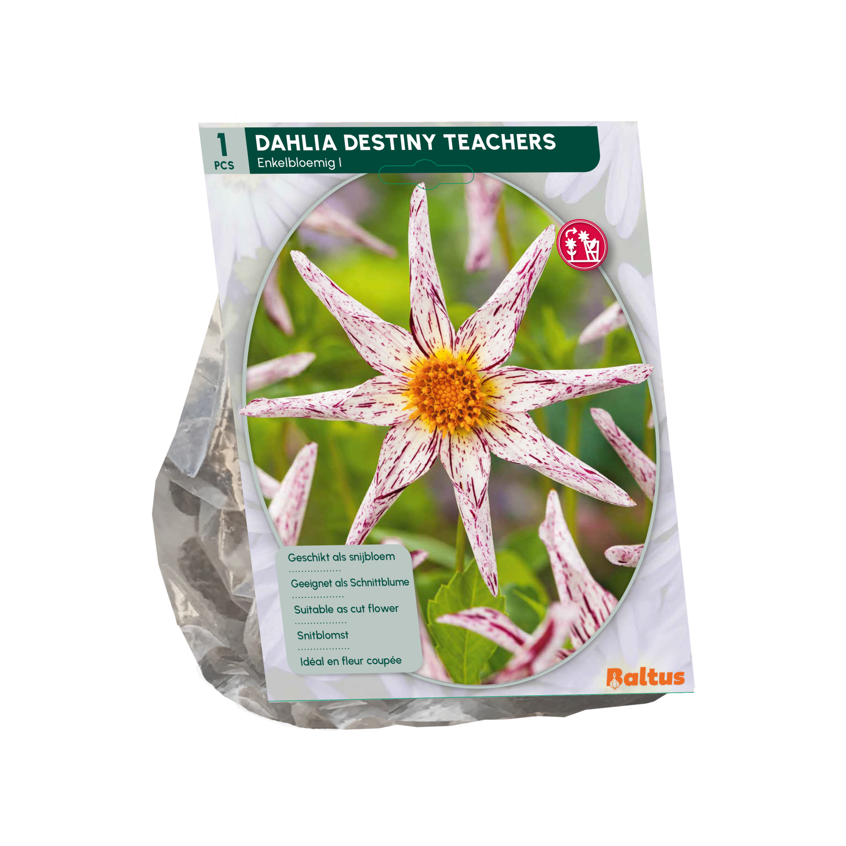 Baltus dahlia 'Destiny's Teachers' - enkelbloemig - Najaarsbloeiers - 1 bol (wit-paars)