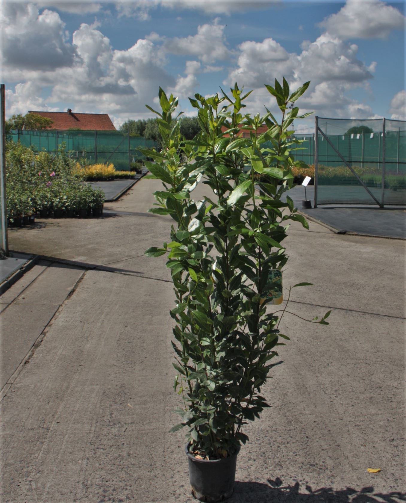 Laurus nobilis - pot 5L - 100-125 cm