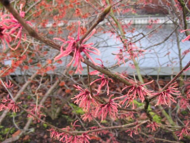 Plantenfiche-Hamamelis-x-intermedia-Ruby-Glow-