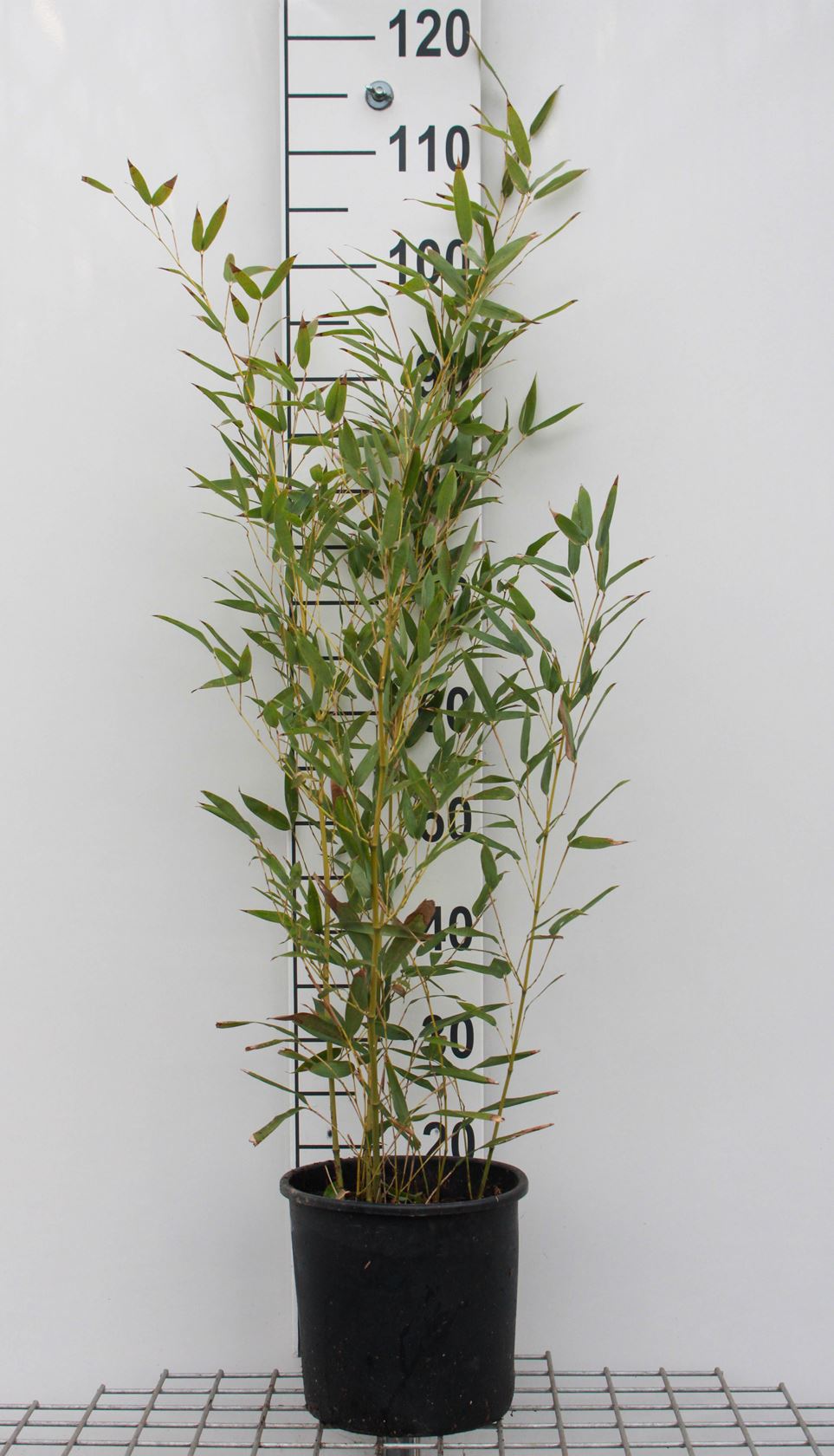 Phyllostachys bissetii - pot 5L - 60-80 cm