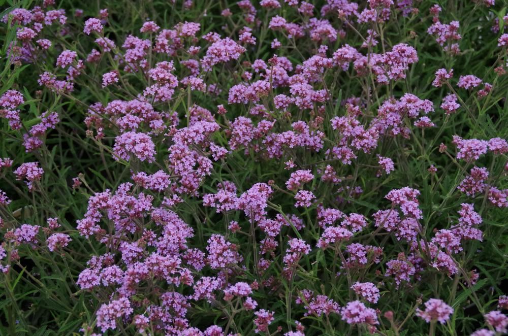 Plantenfiche-Verbena-bonariensis-Lollipop-