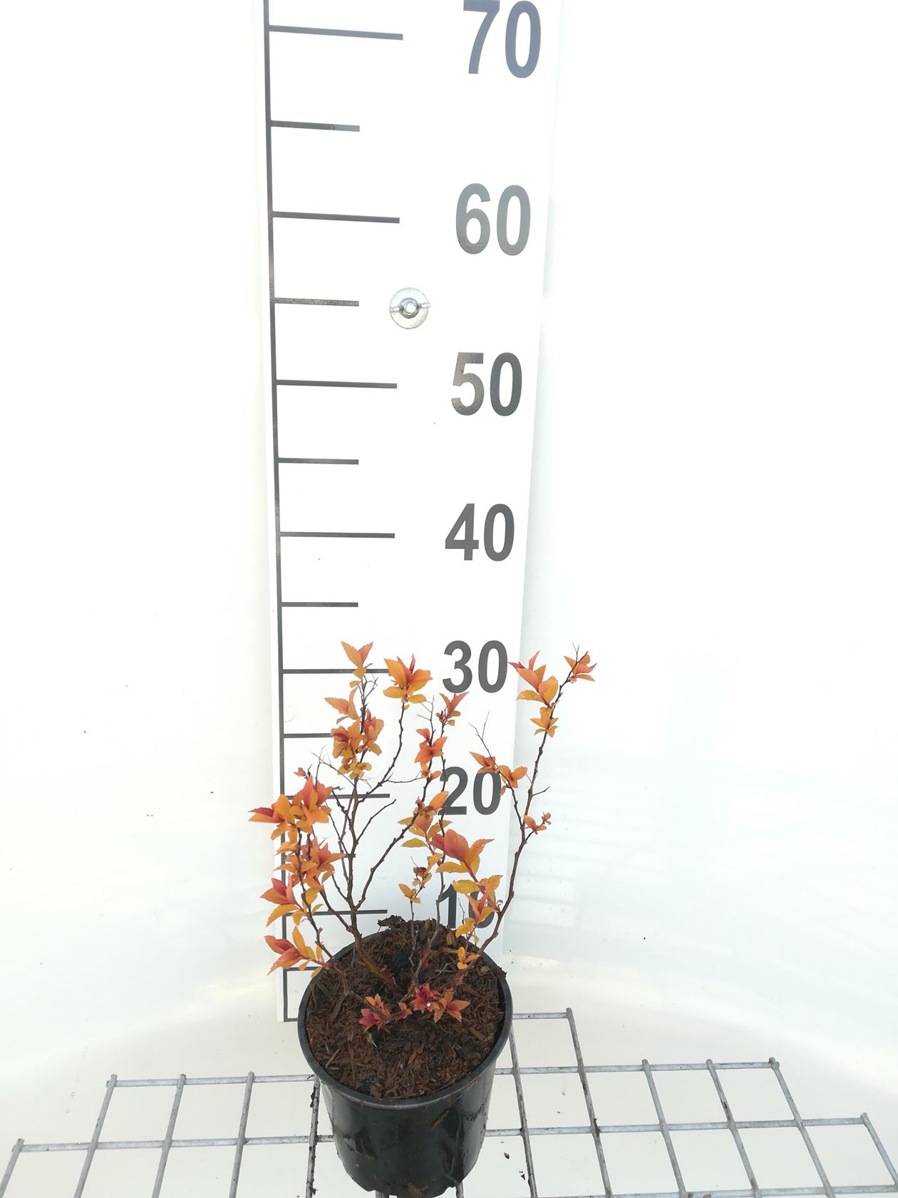 Spiraea japonica 'Goldflame' - pot 1,3L - 20-25 cm