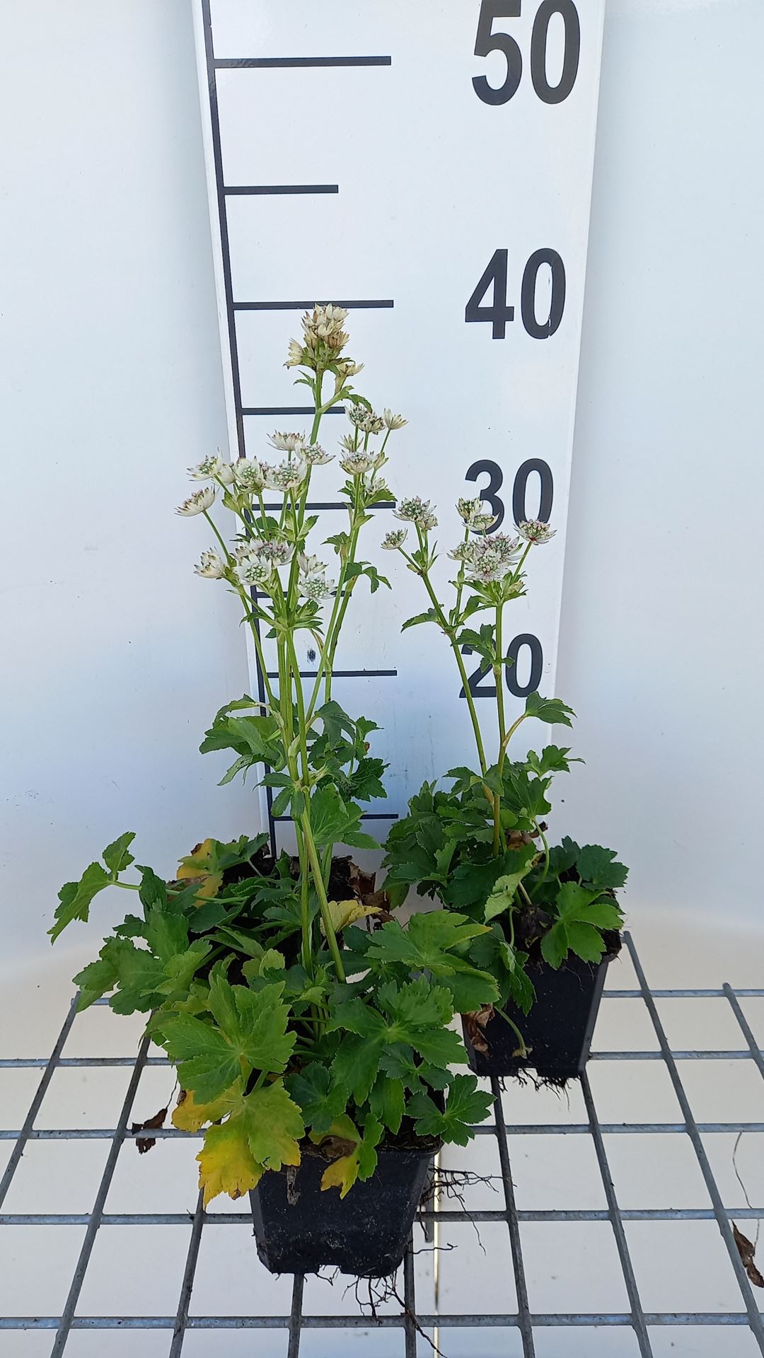 Astrantia major 'Star of Beauty' - pot 9x9 cm