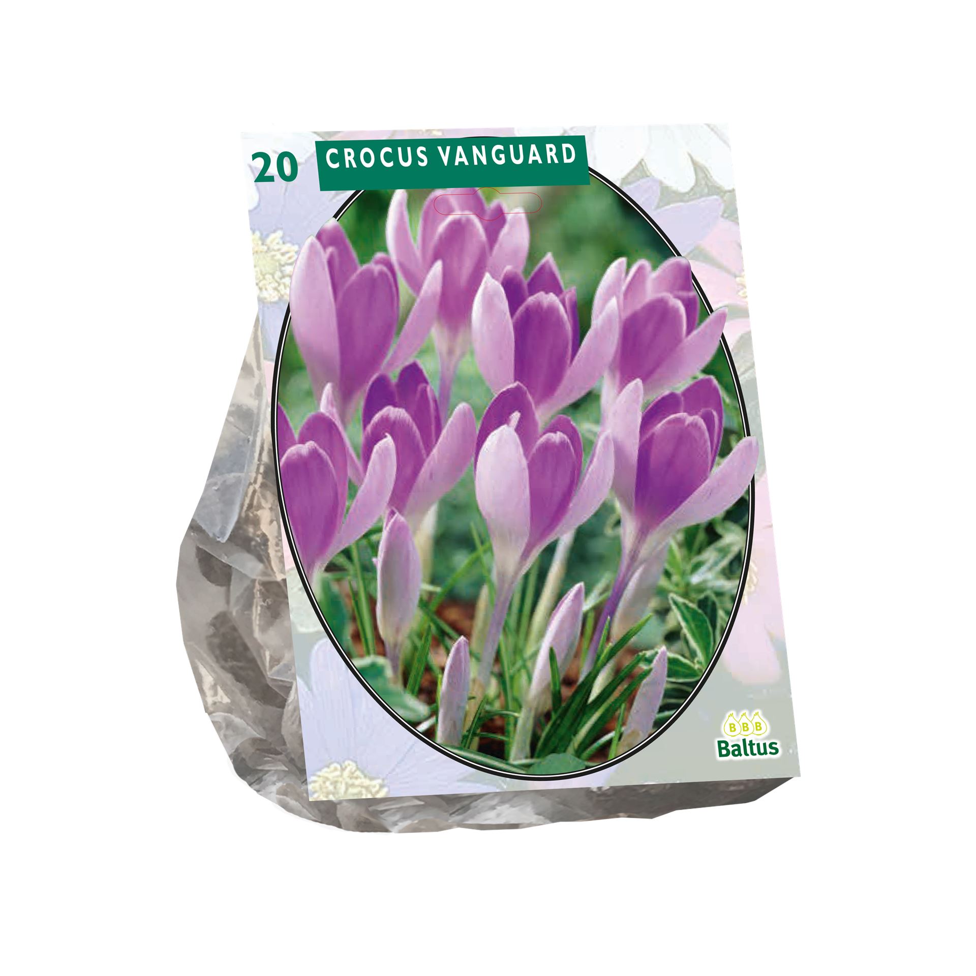 Crocus-Vanguard-per-20