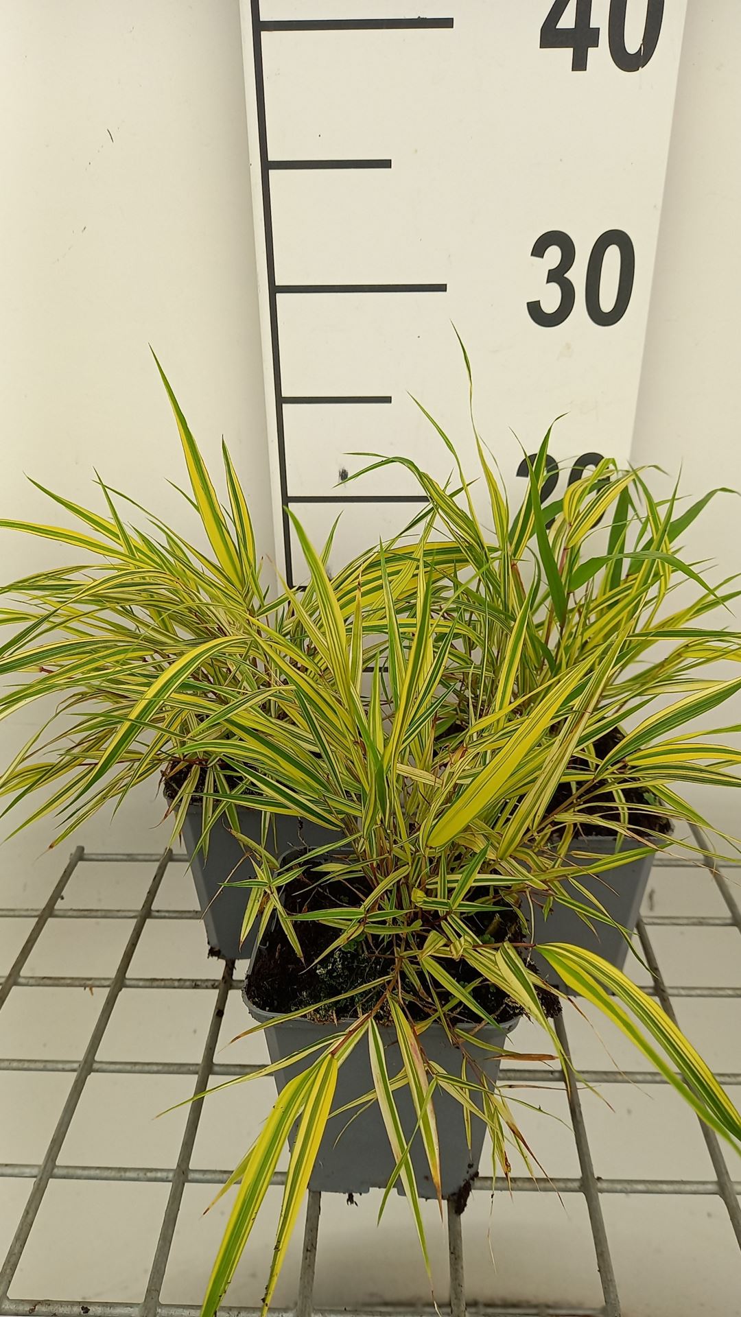 Hakonechloa macra 'Naomi' - pot 9x9 cm