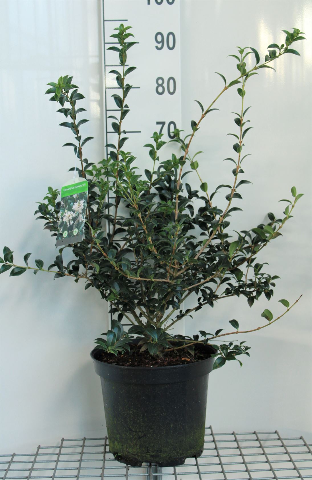 Osmanthus x burkwoodii - pot 10L - 60-80 cm