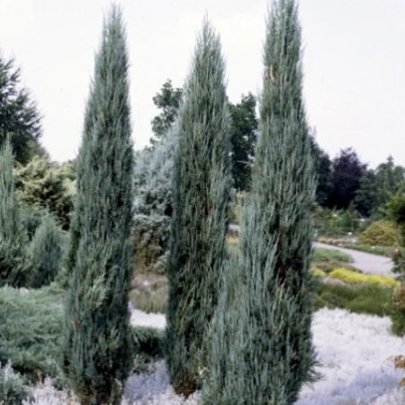 Juniperus scopulorum 'Blue Arrow' - aardekluit - 175-200 cm