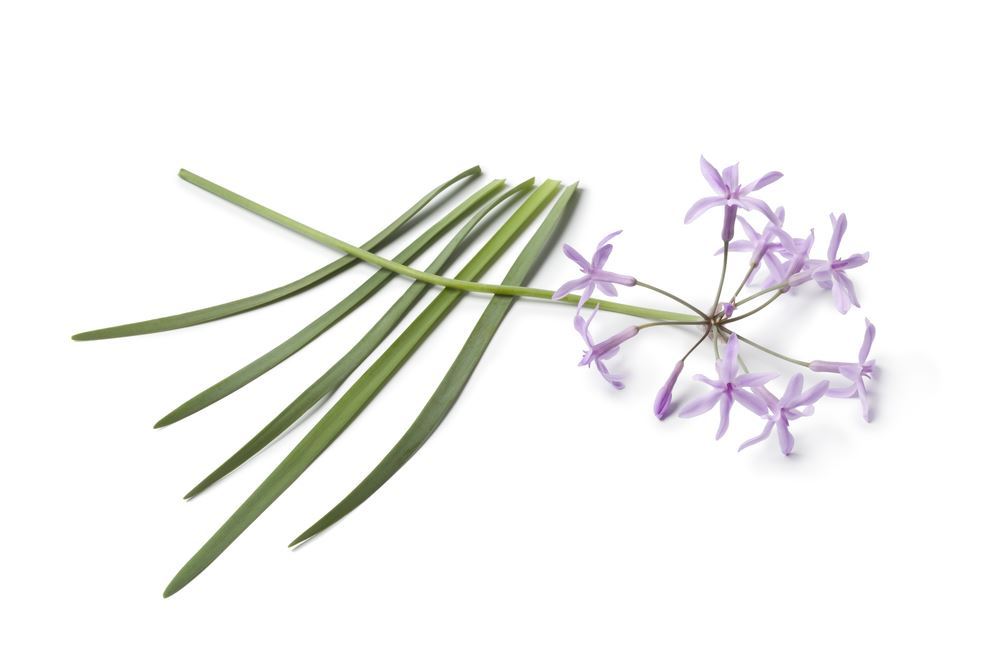 Plantenfiche-Tulbaghia-violacea-Kaapse-knoflook-