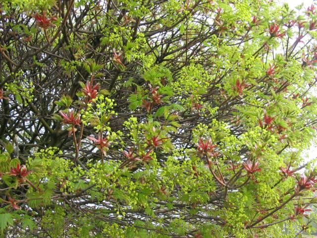 Plantenfiche-Acer-platanoides-Globosum-