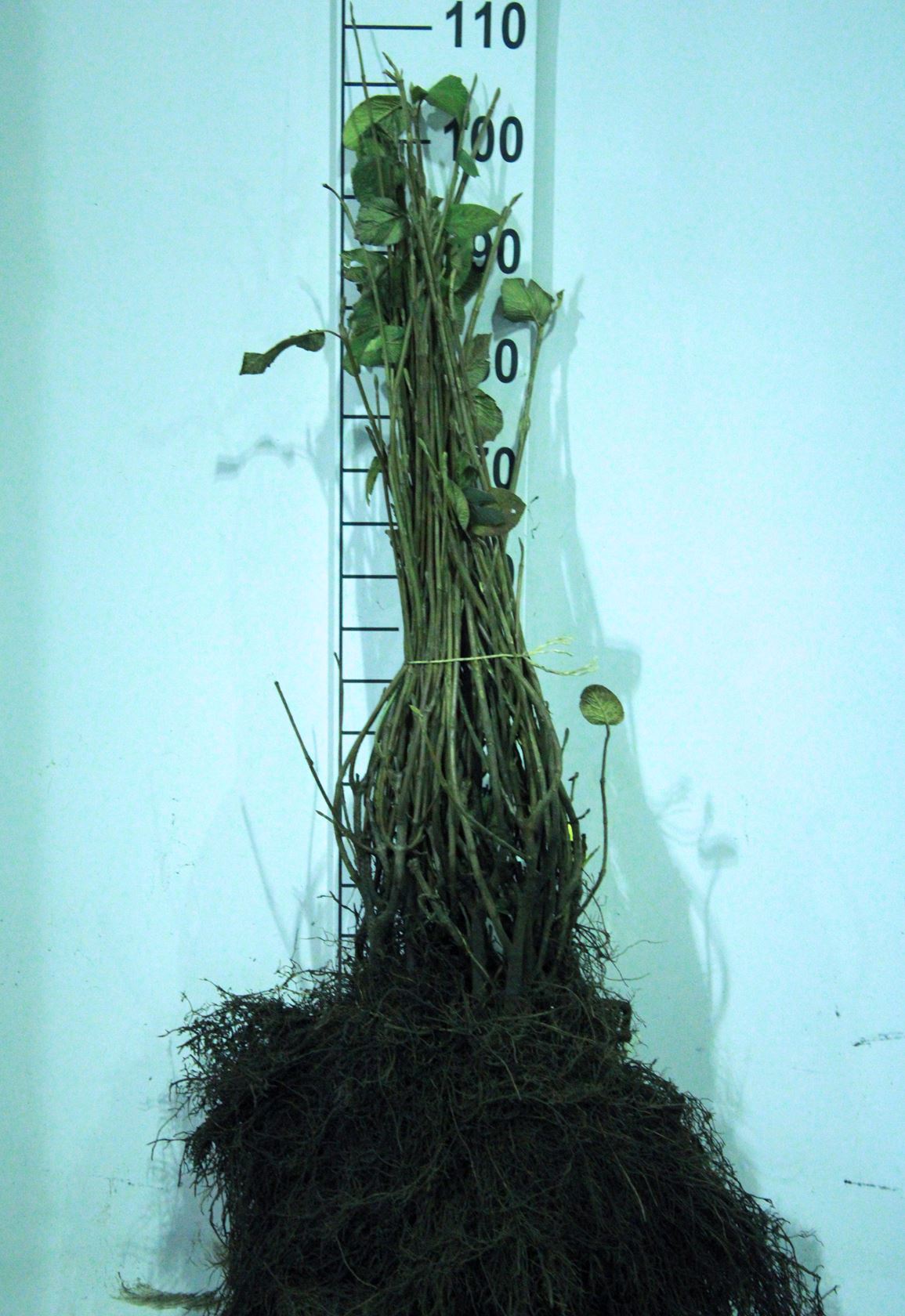 Viburnum lantana - blote wortel - 50-60 cm